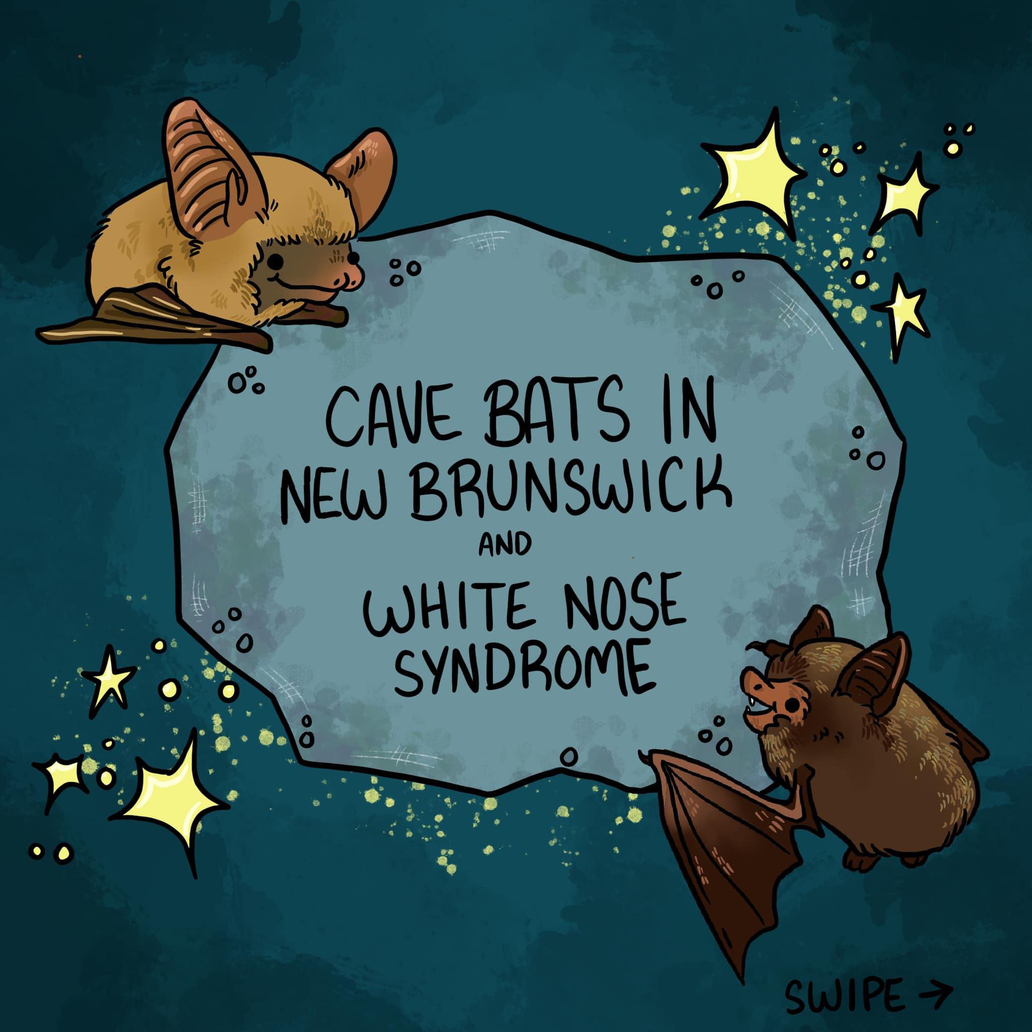 Bat Facts Sheets