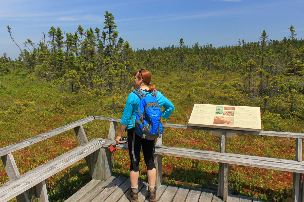 What is a bog sign on the Barnaby Head Trail at New River Beach Provincial Park