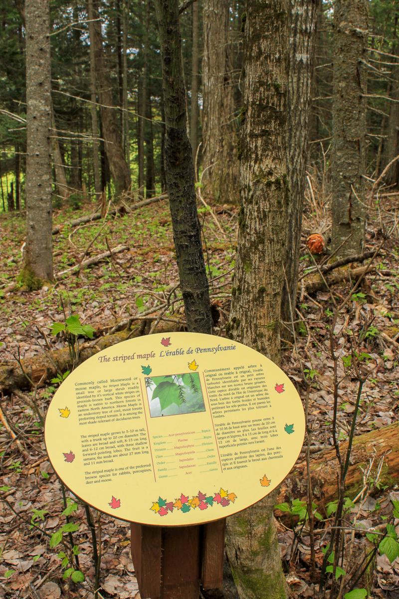 The striped maple sign on the Maple Sugar Trail at Mactaquac Provincial Park