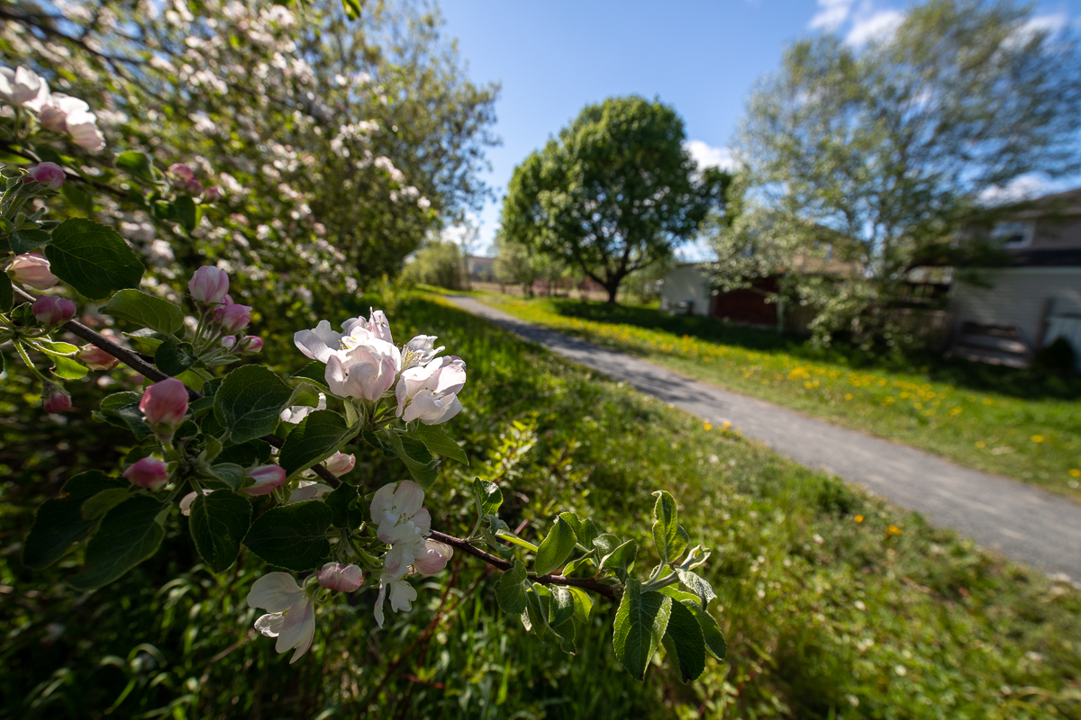 Apple blossoms along West Bathurst Trails