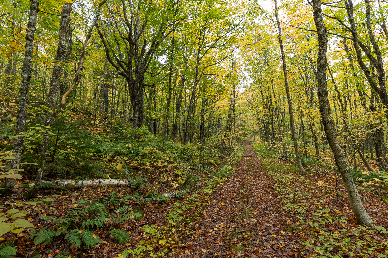 The old road that makes the majority of the Bennett Brook Trail at Fundy National Park