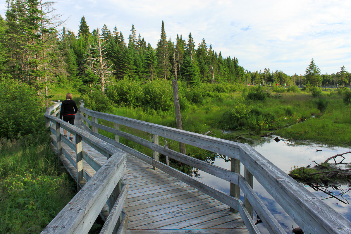 The boardwalk at the start of the Caribou Plain Trail at Fundy National Park