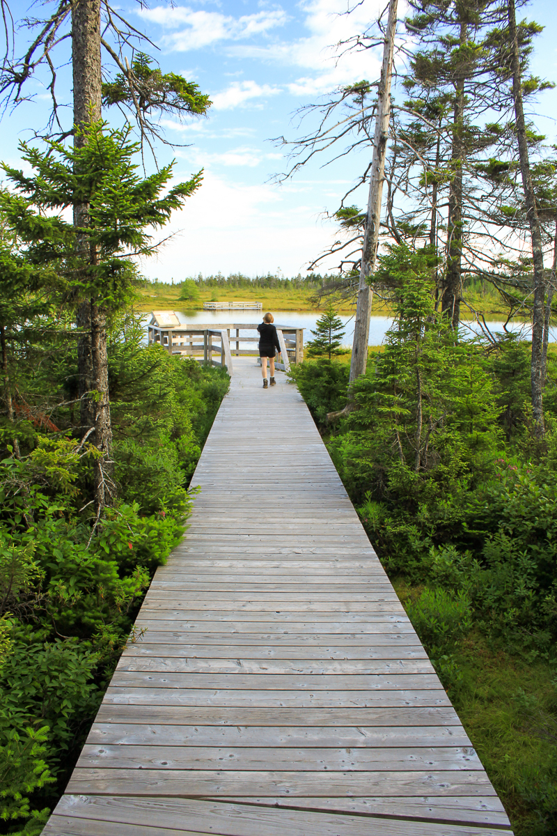 A boardwalk out to Caribou Lake on the Caribou Plain Trail at Fundy National Park