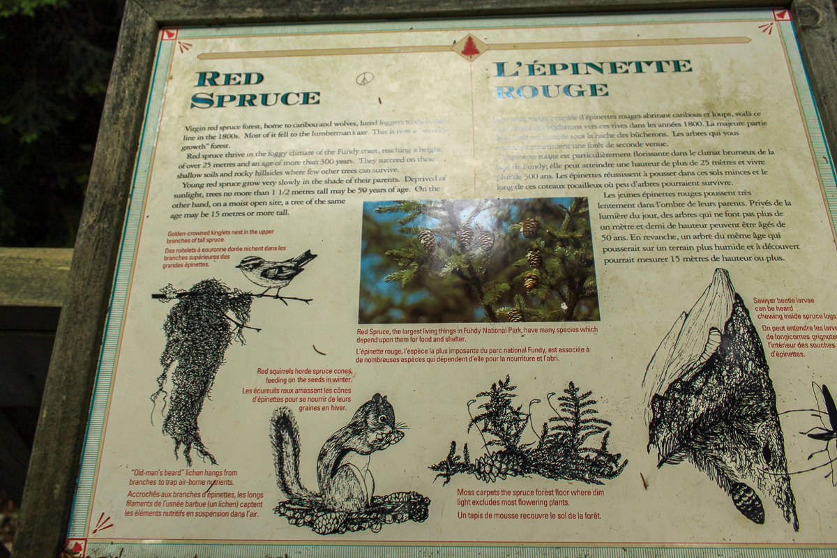 Red Spruce sign at Point Wolfe at Fundy National Park
