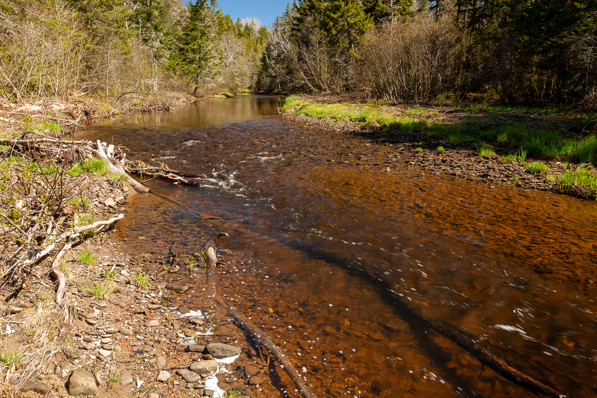 Stream in Haut-du-Ruisseau Nature Park