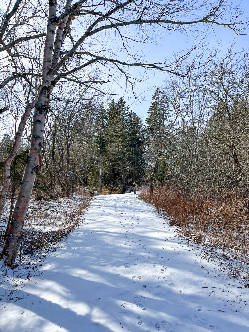 The wide trail traveling through an old field
