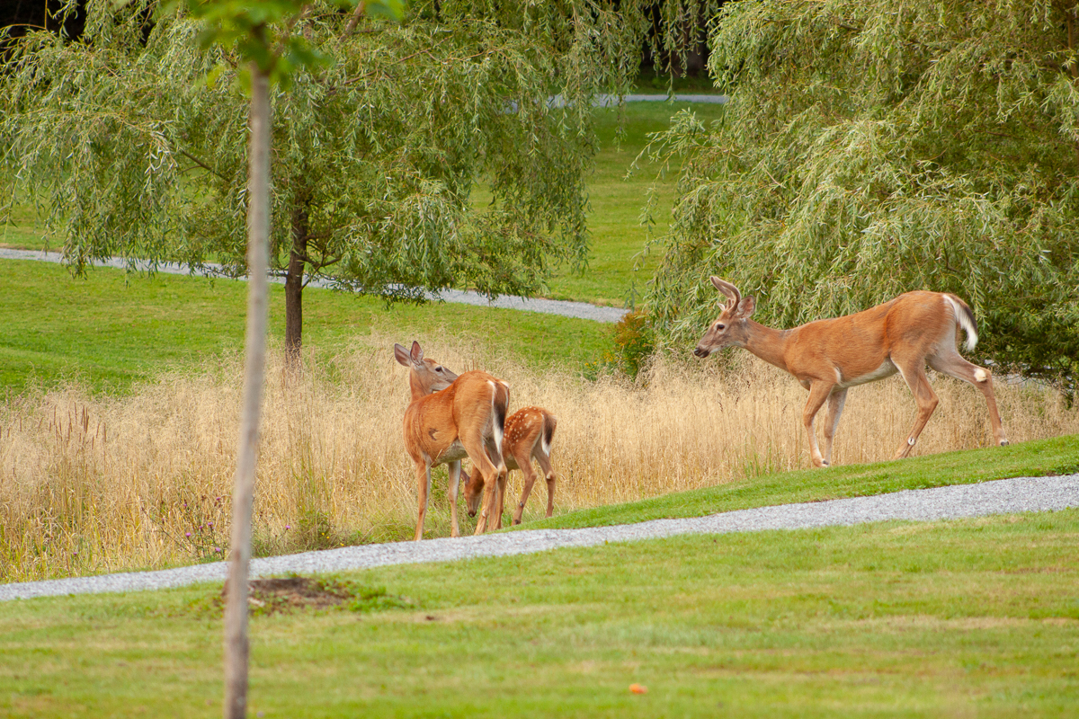 Deer in Centennial Park