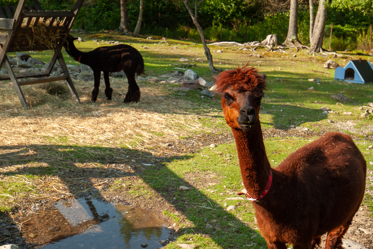 Alpacas or Llamas at the Kingsbrae Gardens