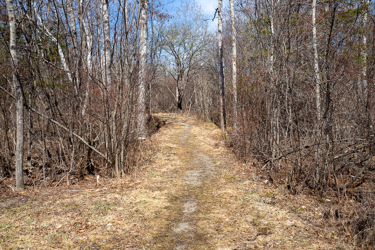 Two Meadows Trail through the alders