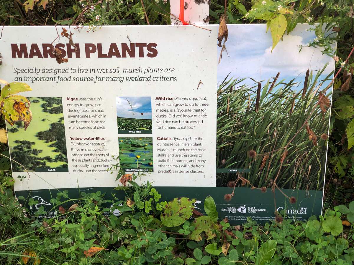 Marsh Plants sign