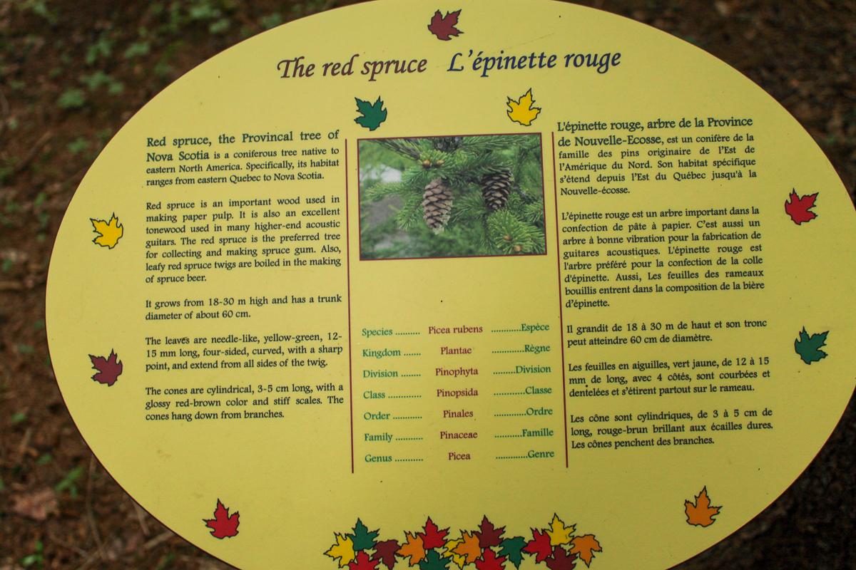 The red spruce sign on the Alex Creek Trail at Mactaquac Provincial Park