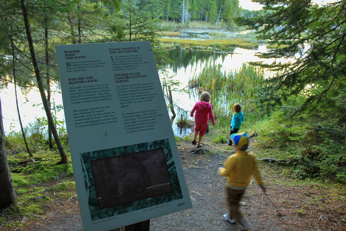 Beaver made this pond sign on the Beaver Pond Trail at Mactaquac Provincial Park