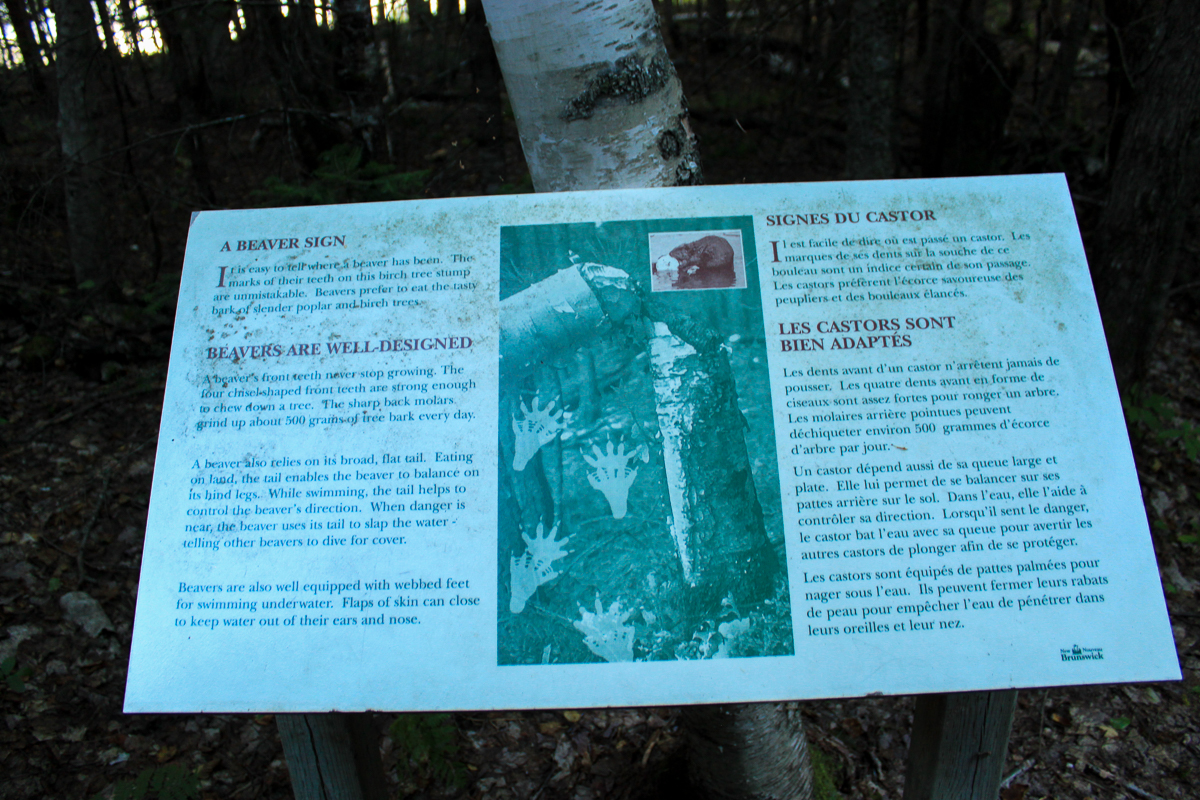 A Beaver Sign sign on the Beaver Pond Trail at Mactaquac Provincial Park