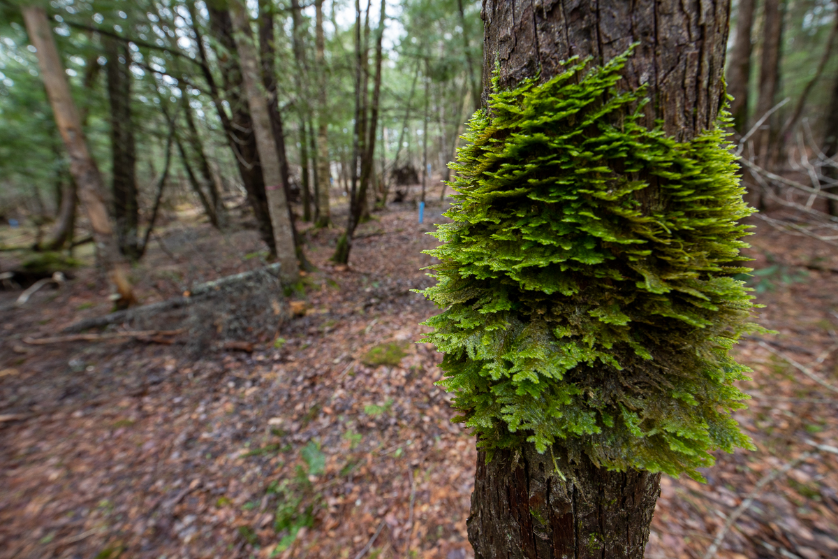 Unidentifiable Moss on a tree on the Margaret (Coburn) Cameron Woods Nature Preserve Trail