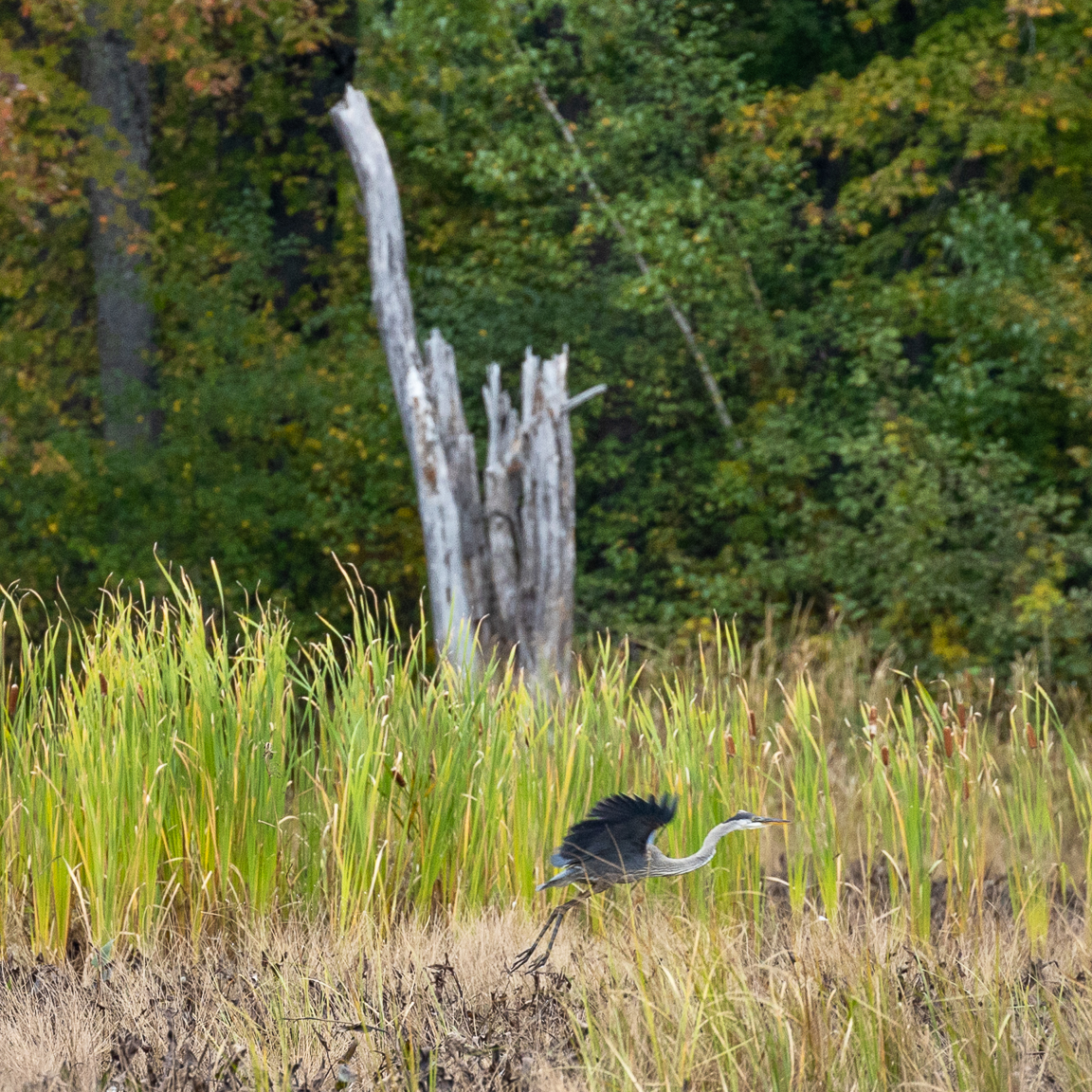 A blue heron as seen from the Duck Trail at Deer Park in Oromocto