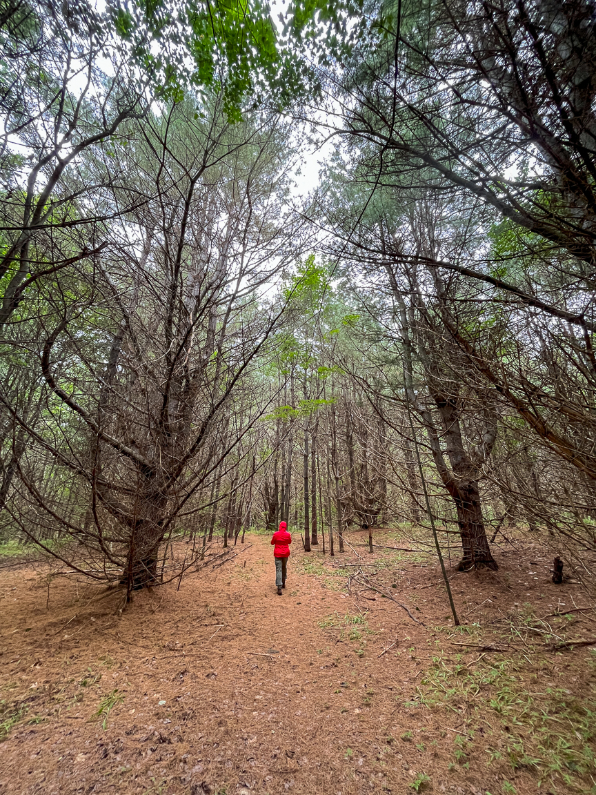 Branchy, open grown white pine along the trail