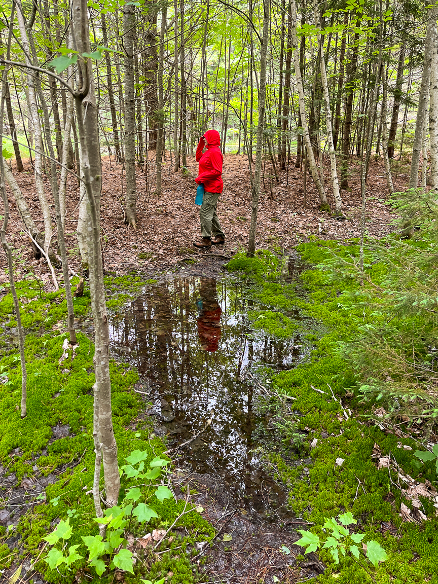 A puddle in the middle of the trail