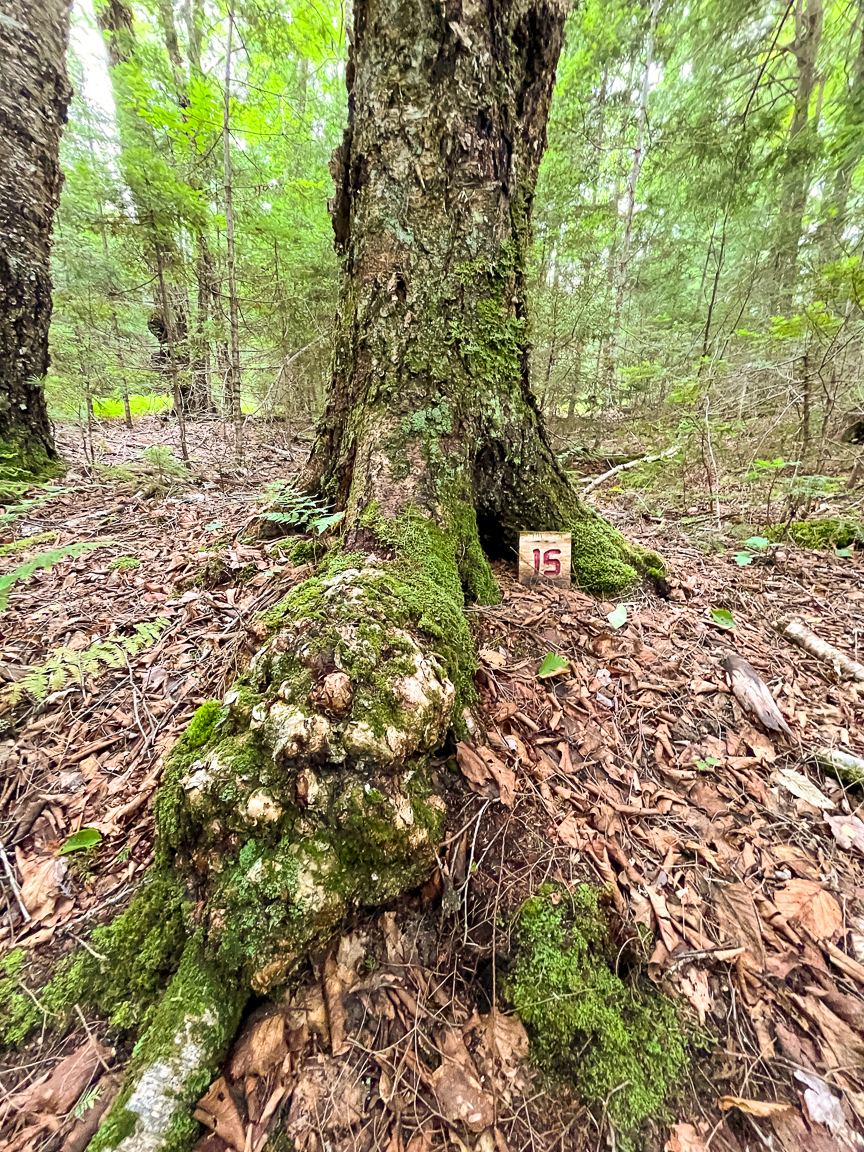 A large Yellow Birch root burl