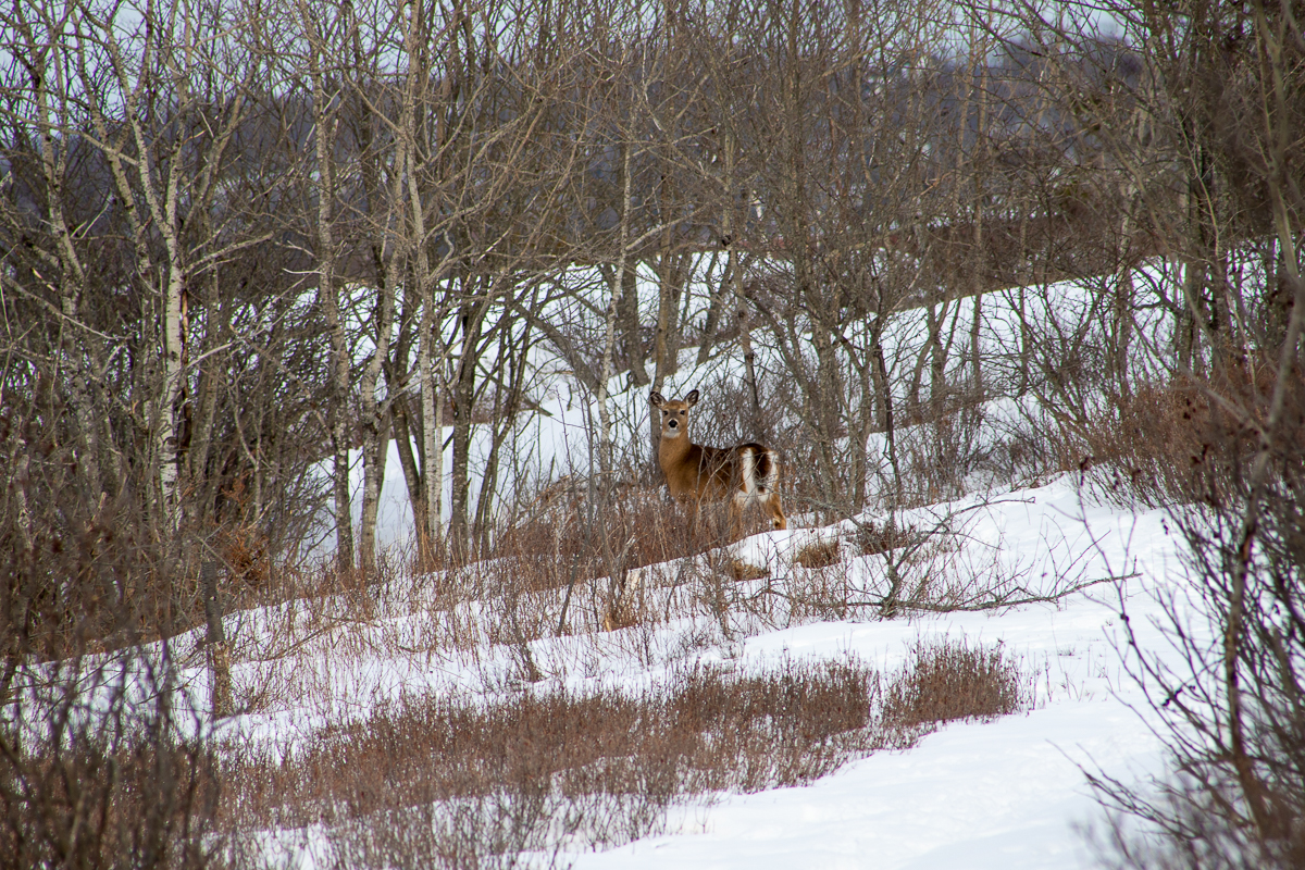 A deer in Lou Murphy Park