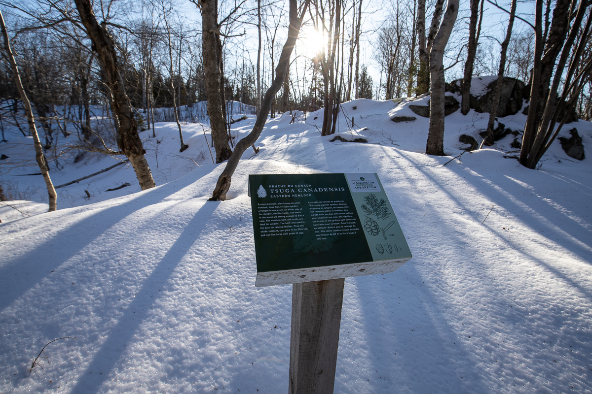 Eastern Hemlock sign on the Cliff Trail
