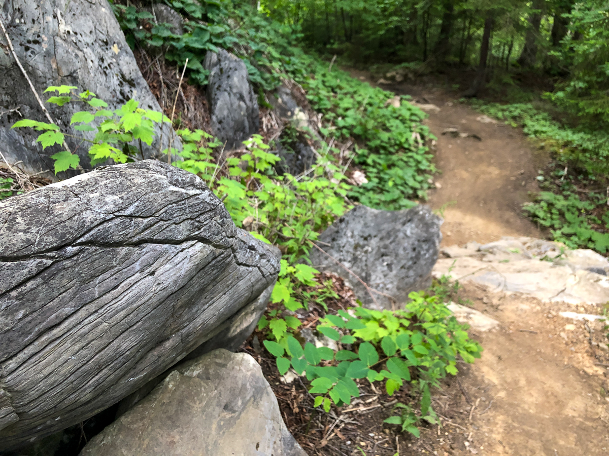 Un rocher étrange le long du sentier Corduroy au parc Rockwood à Saint John, au Nouveau-Brunswick