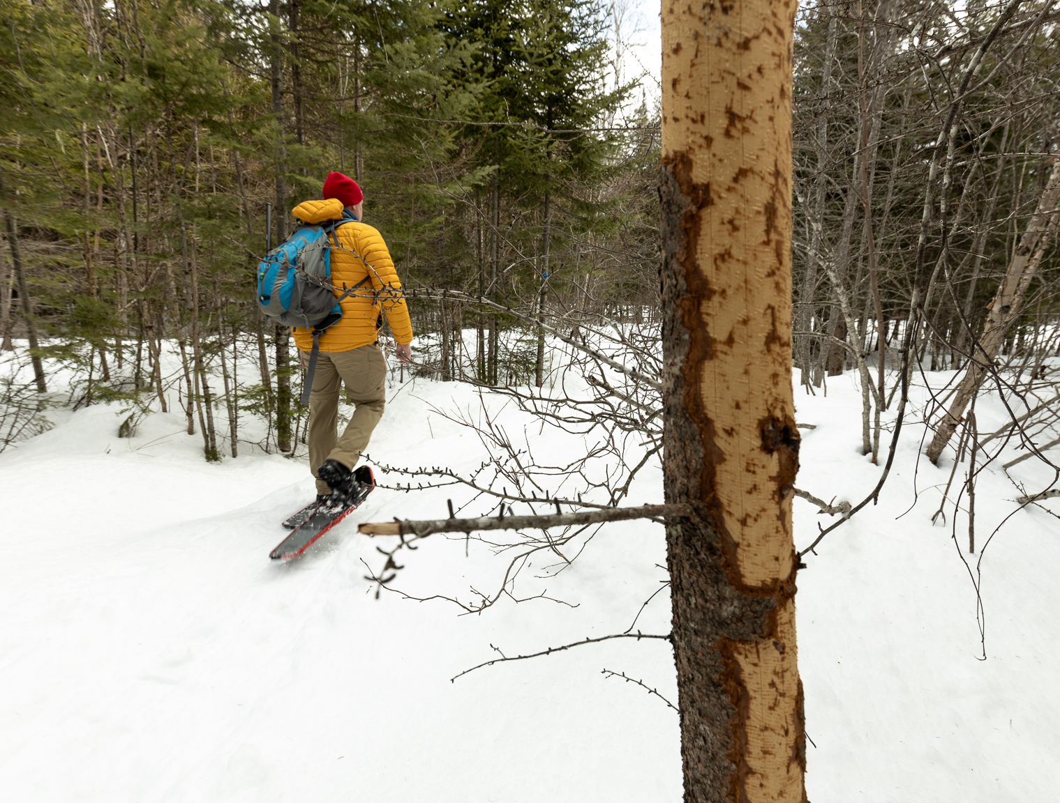 Miramichi Cross Country Ski Club Snowshoe Trails Gallery