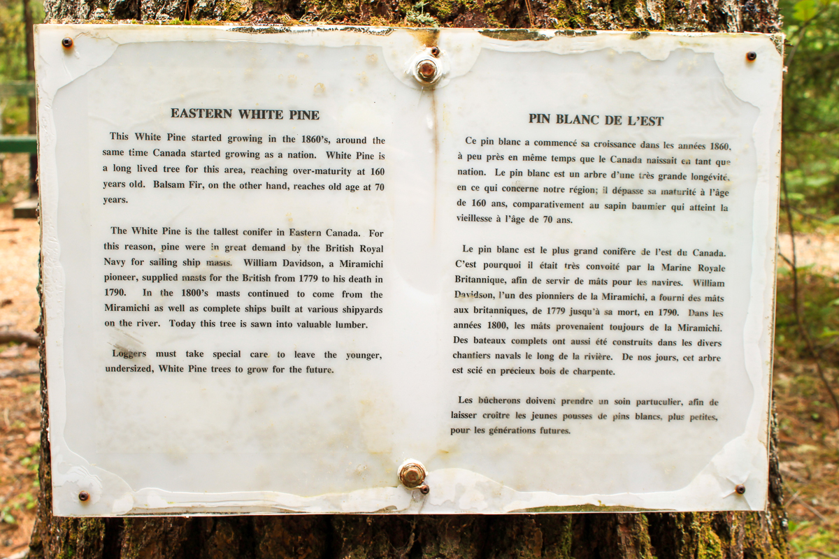 Eastern White Pine sign
