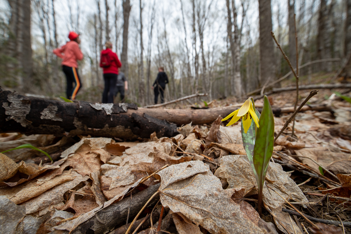 Trout lilies on the Gold Trail at Meduxnekeag Valley Nature Preserve